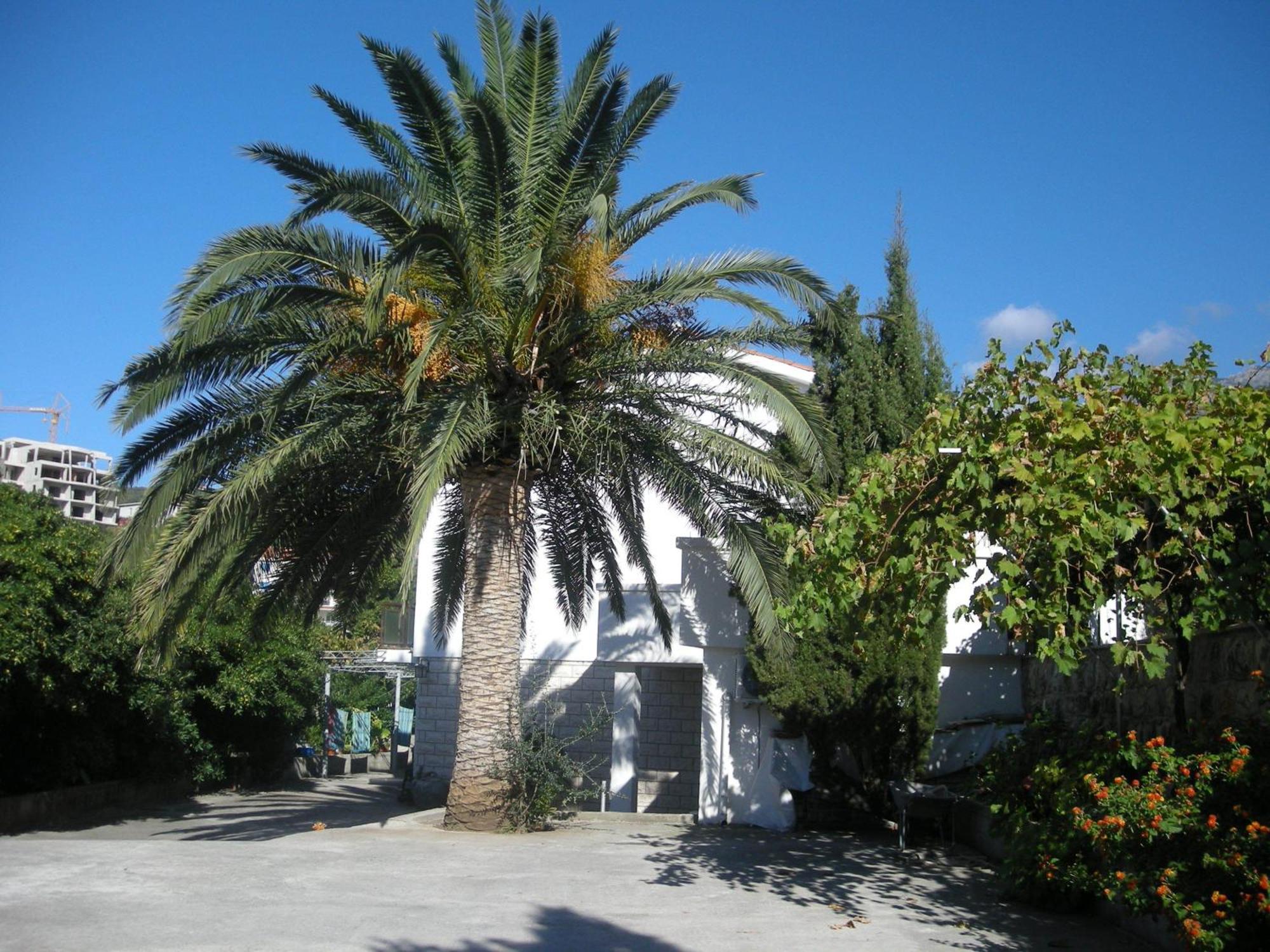 Apartments Becic Budva Eksteriør billede